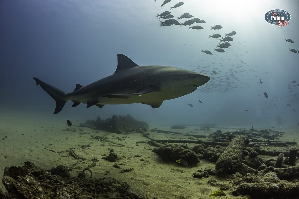 Bull shark swimming over the sandy bottom of Cabo Pulmo Bull shark swimming over the sandy bottom of Cabo Pulmo
