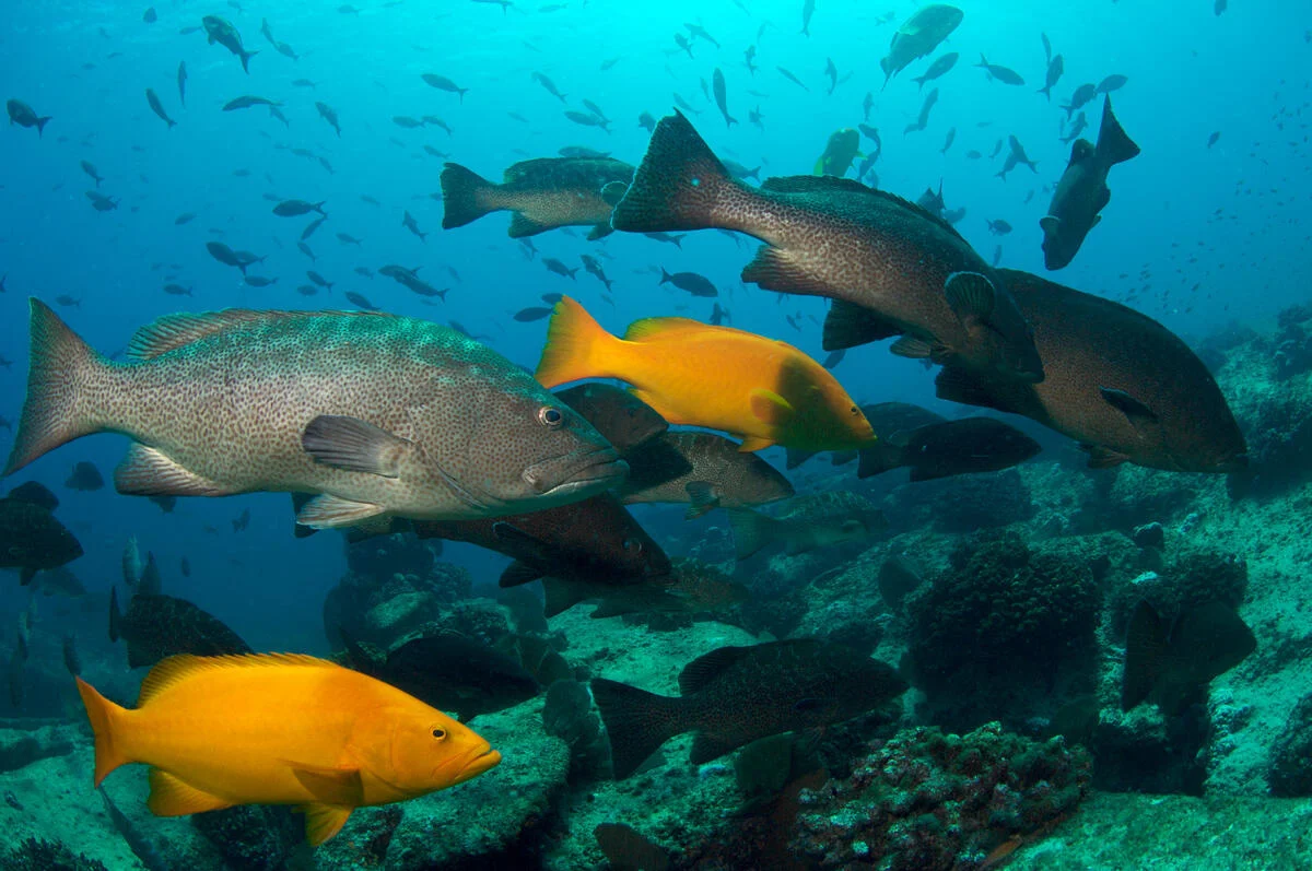 Underwater reef life at Cabo Pulmo