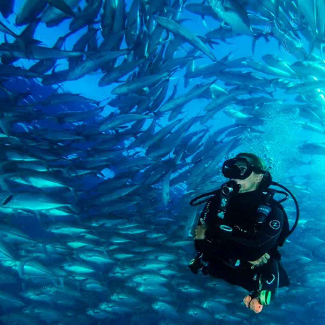 Diver swimming next to a huge school of fish in the Sea of Cortez