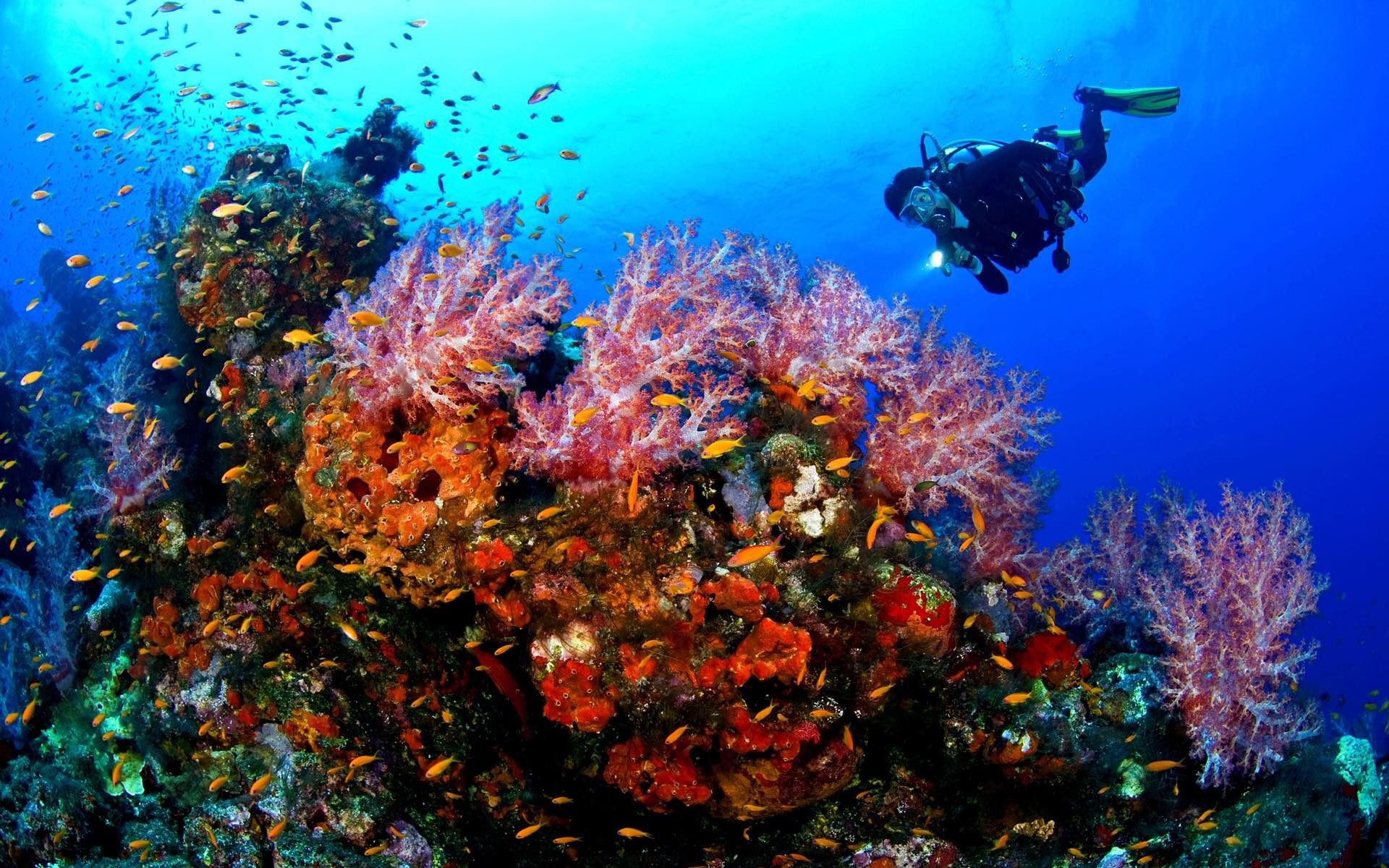 Scuba diver over a soft coral reef full of fish in Cabo Pulmo
